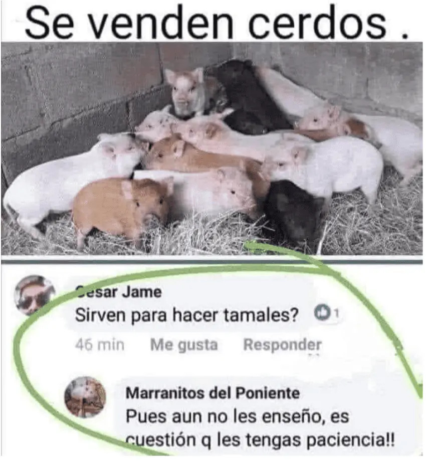 Pigs for sale with question about making tamales meme