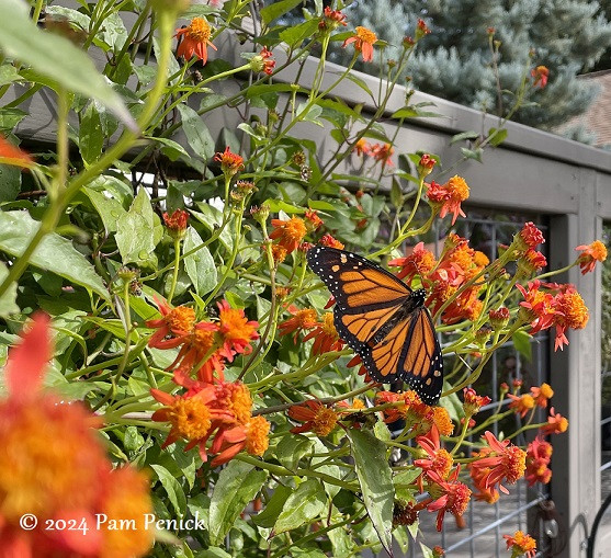 Close-up of a Monarch butterfly feeding on Mexican flame vine blossoms in January.