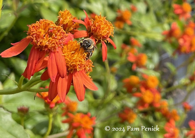 Honeybee collecting pollen from the frilly flowers of Mexican flame vine.