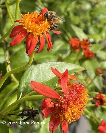 Another honeybee busy pollinating Mexican flame vine flowers, showcasing their intricate structure.