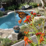 Monarch butterfly sipping nectar from vibrant orange Mexican flame vine flowers.