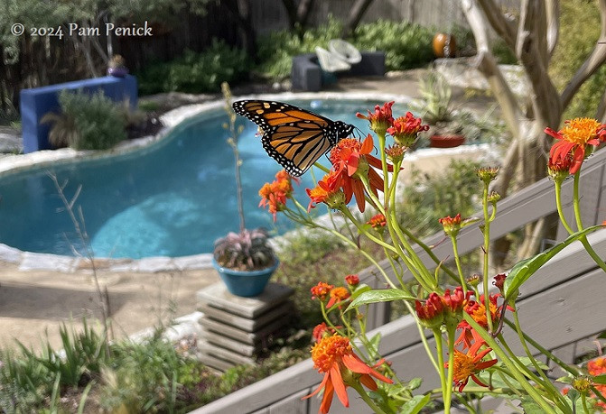 Monarch butterfly sipping nectar from vibrant orange Mexican flame vine flowers.