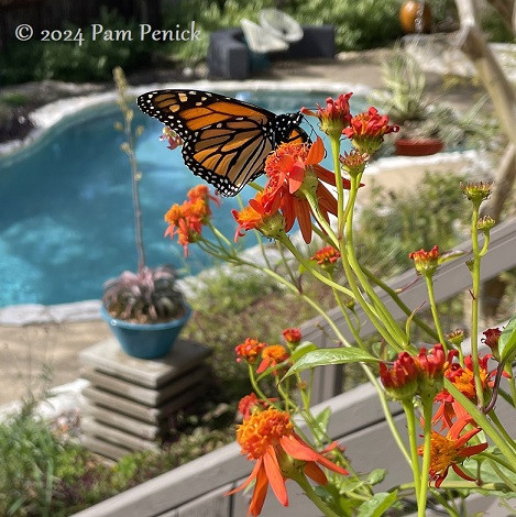 Monarch butterfly enjoying nectar from a vibrant Mexican flame vine flower in a garden setting.