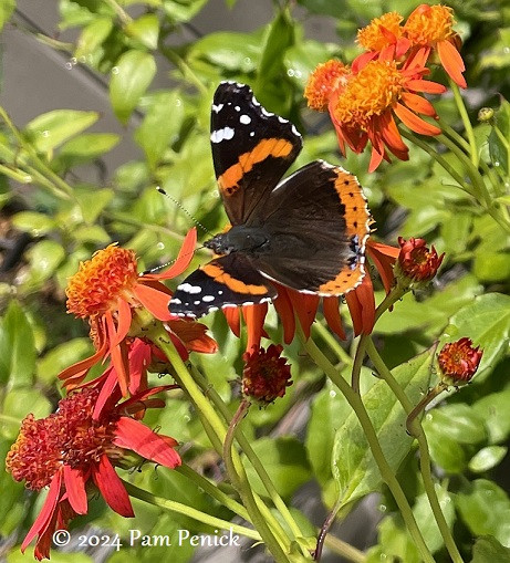 Red admiral butterfly adding a splash of color to the orange Mexican flame vine.