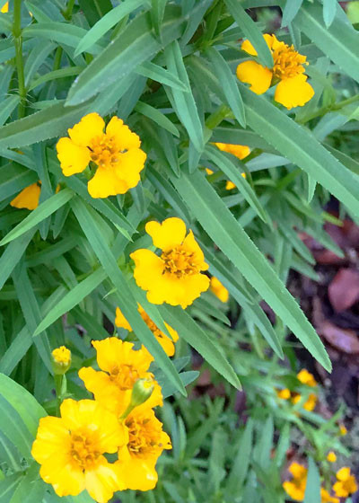 Clump of Mexican Mint Marigold in a garden landscape