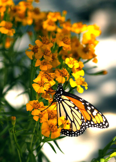 Monarch butterfly on Mexican Mint Marigold flowers