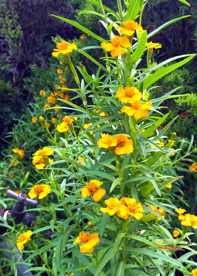 Mexican Mint Marigold growing upright in a garden setting