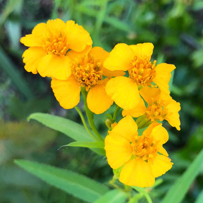 Close-up of Mexican Mint Marigold flowers and foliage