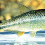 A close-up view of an Astyanax mexicanus, commonly known as the Mexican Tetra, showcasing its physical characteristics.