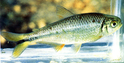 A close-up view of an Astyanax mexicanus, commonly known as the Mexican Tetra, showcasing its physical characteristics.