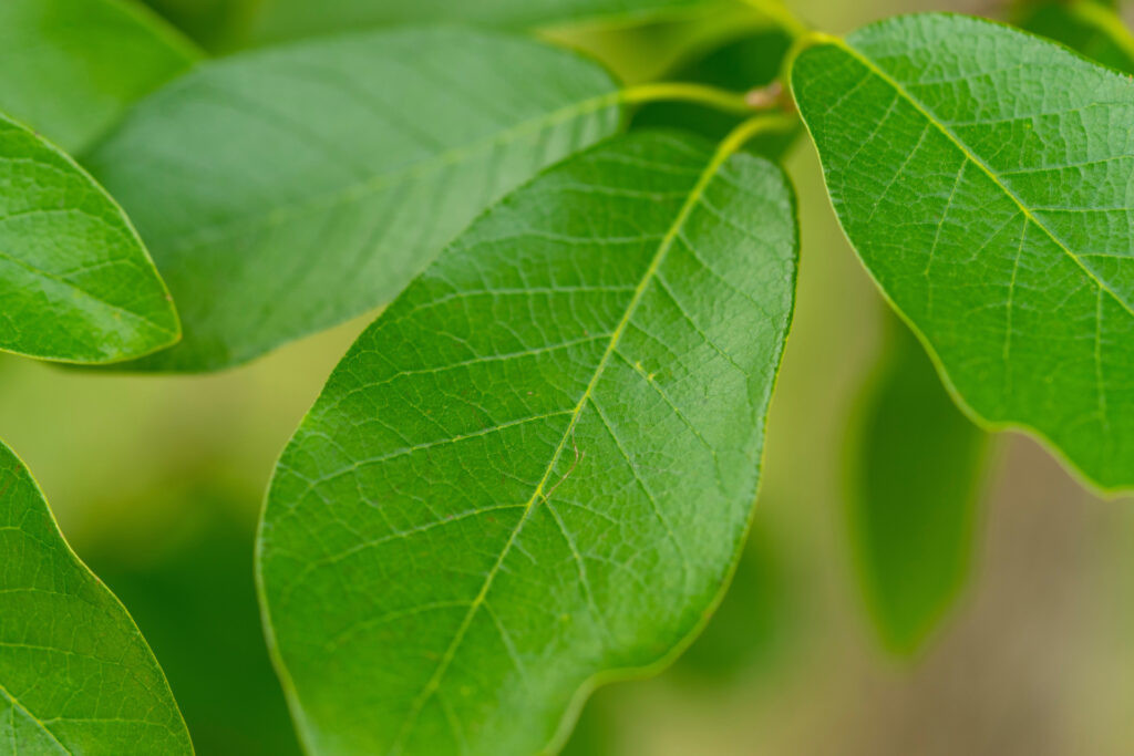 Close-up of Mexican White Oak Leaves