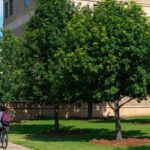 Mexican White Oak Trees at Texas A&M University Campus