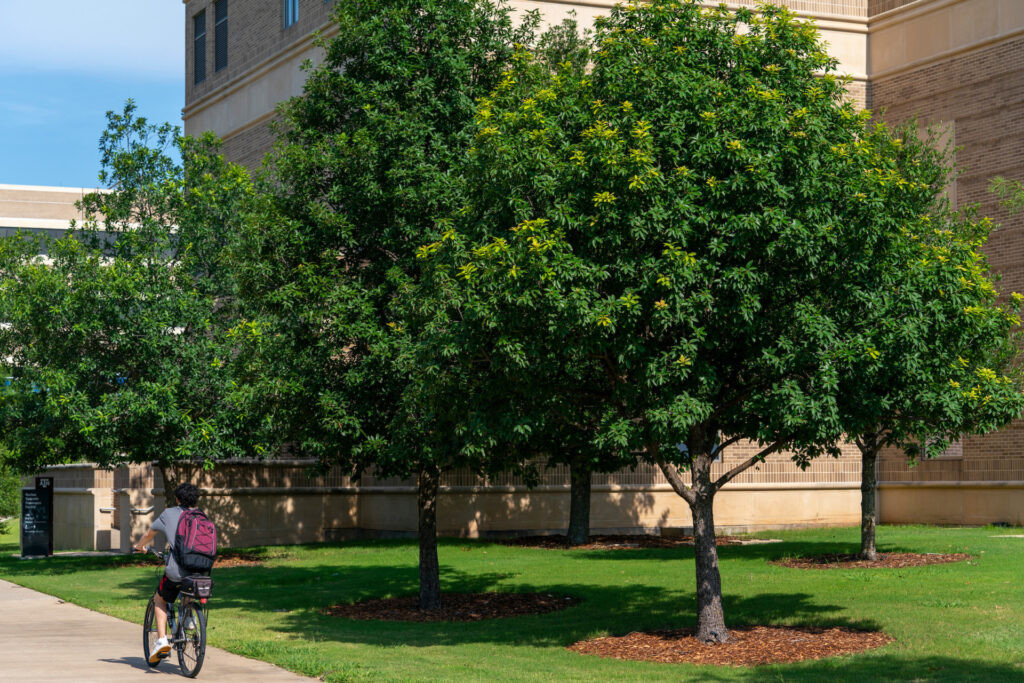 Mexican White Oak Trees at Texas A&M University Campus