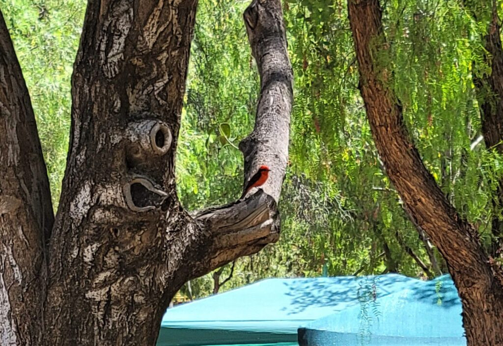 Vermillion flycatcher bird perched on a branch in Leon Mexico