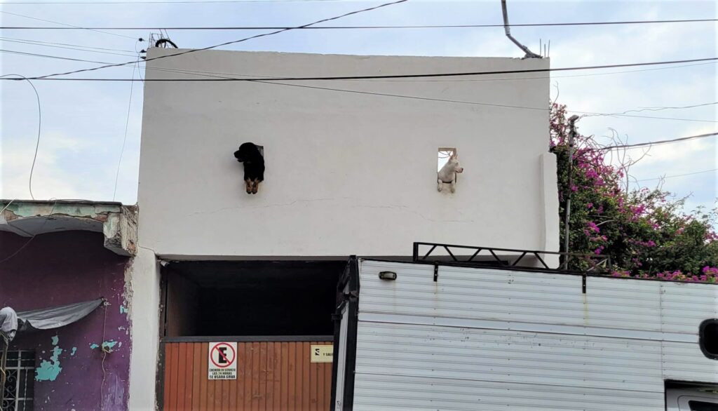 Two dogs looking out from a doorway in Leon Mexico