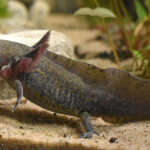 Close-up of a Mexican salamander, also known as axolotl, showcasing its distinctive feathery external gills and elongated, tadpole-like tail, key features of neoteny.