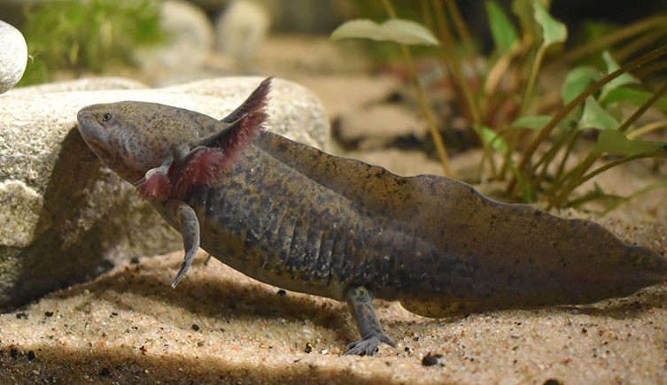 Close-up of a Mexican salamander, also known as axolotl, showcasing its distinctive feathery external gills and elongated, tadpole-like tail, key features of neoteny.