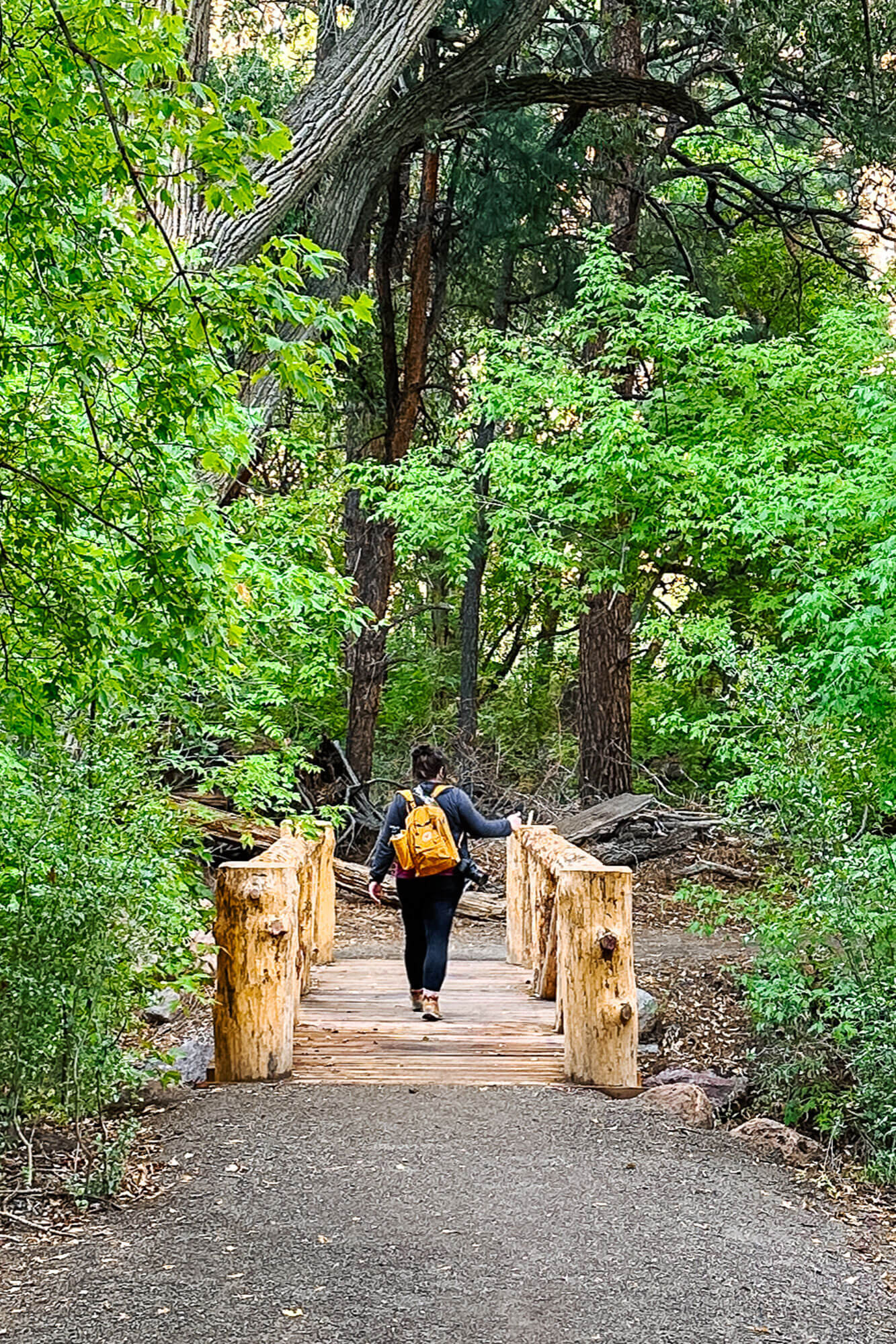 Lush forest section of Bandelier National Monument