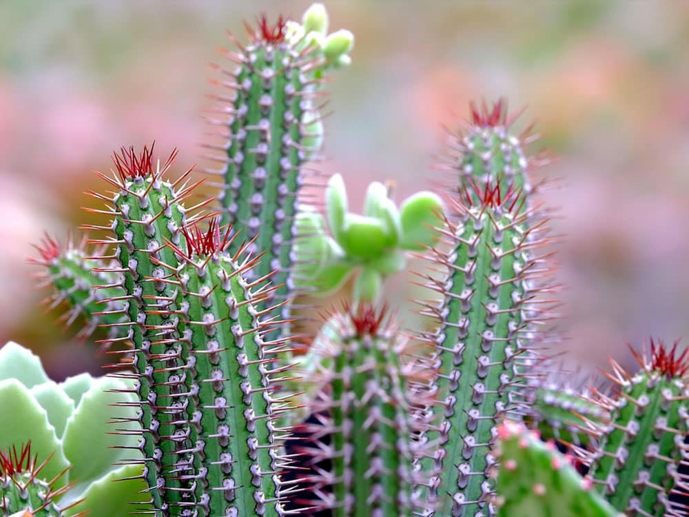 Mexican Cactus