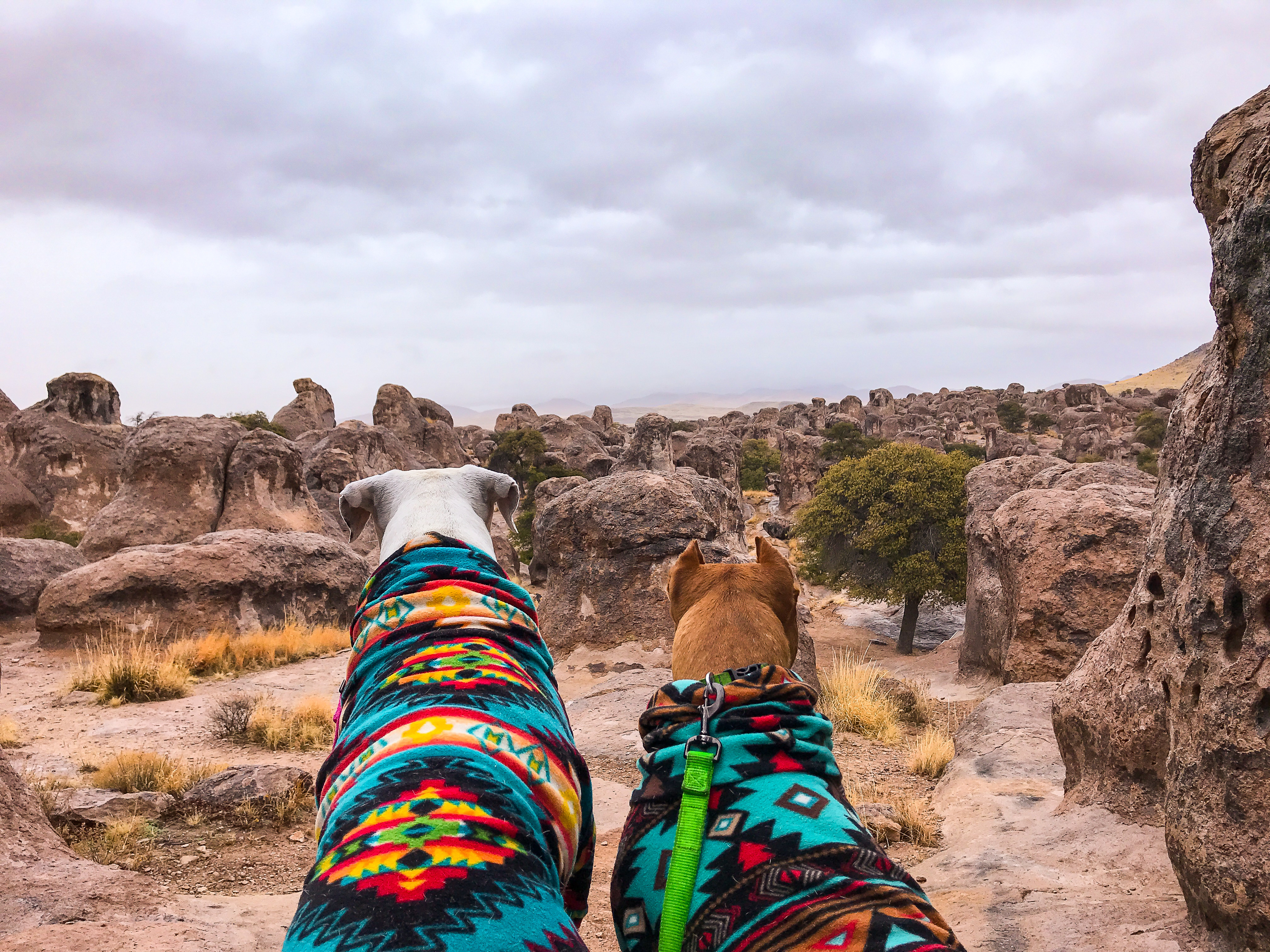 Dogs enjoying the unique rock formations at City of Rocks State Park, New Mexico