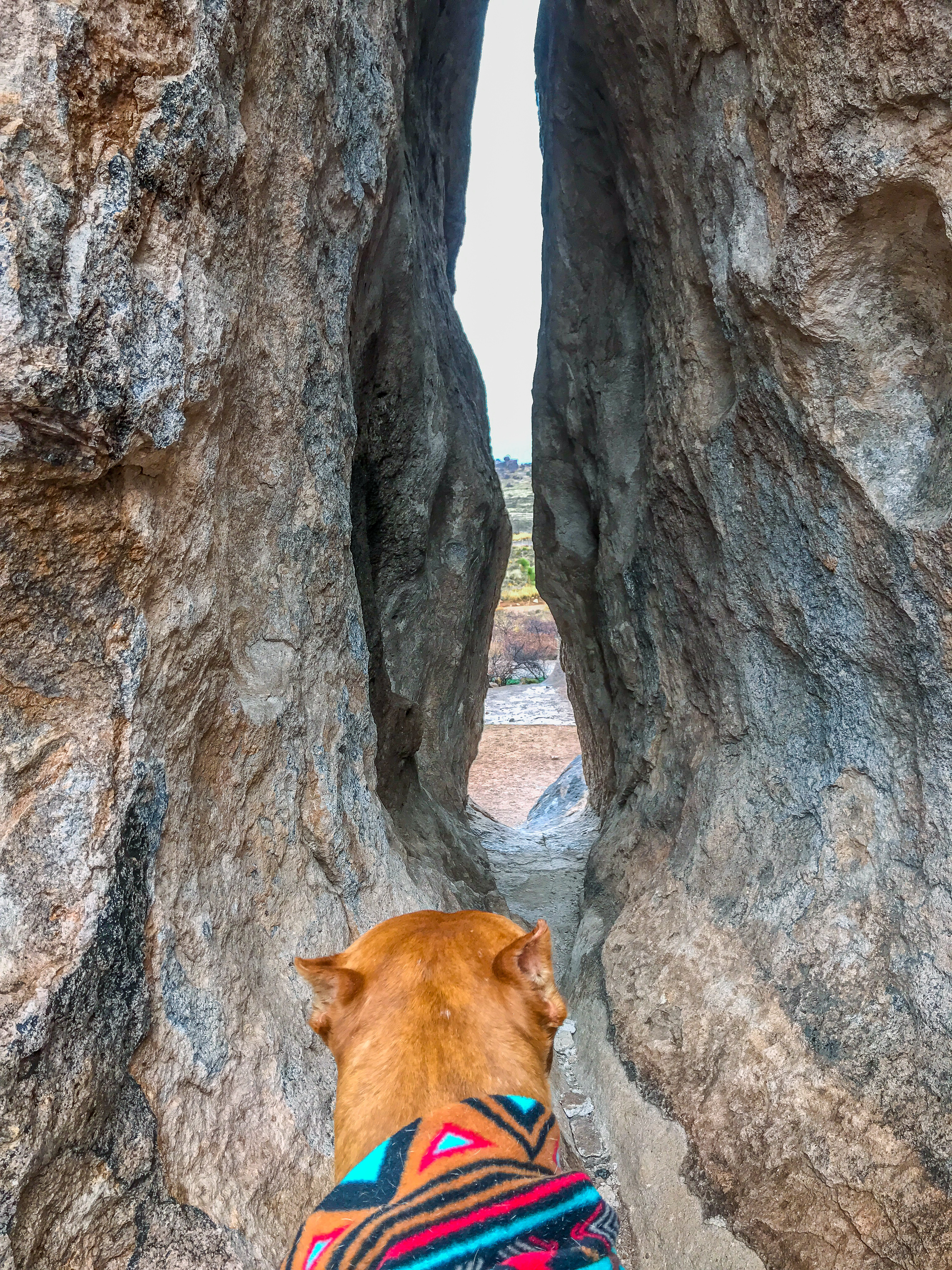 Dog exploring the nooks and crannies among the volcanic rock formations at City of Rocks State Park, New Mexico