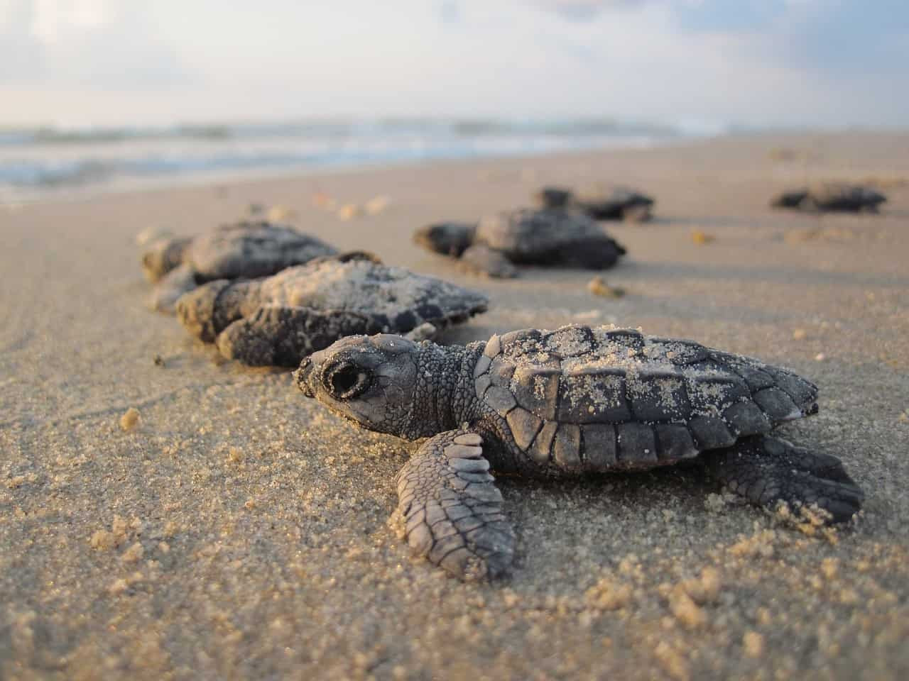 Baby turtles on the sand
