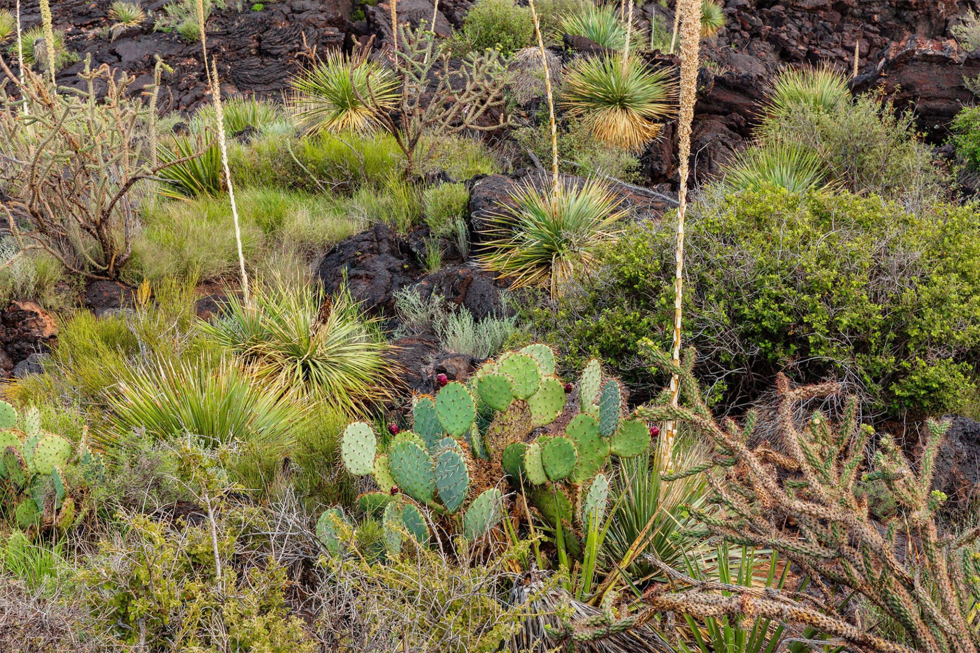 Carrizozo Lava Field landscape