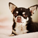 Chihuahua laying on a bed at home, looking alert and cute.