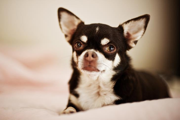 Chihuahua laying on a bed at home, looking alert and cute.