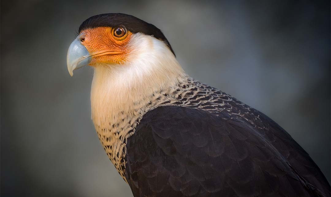 A crested caracara perched on a branch.