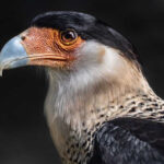 Crested Caracara perched, showcasing its distinctive crest and profile