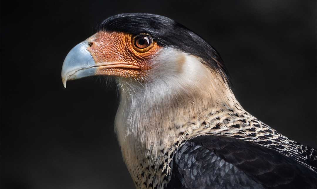 Crested Caracara perched, showcasing its distinctive crest and profile