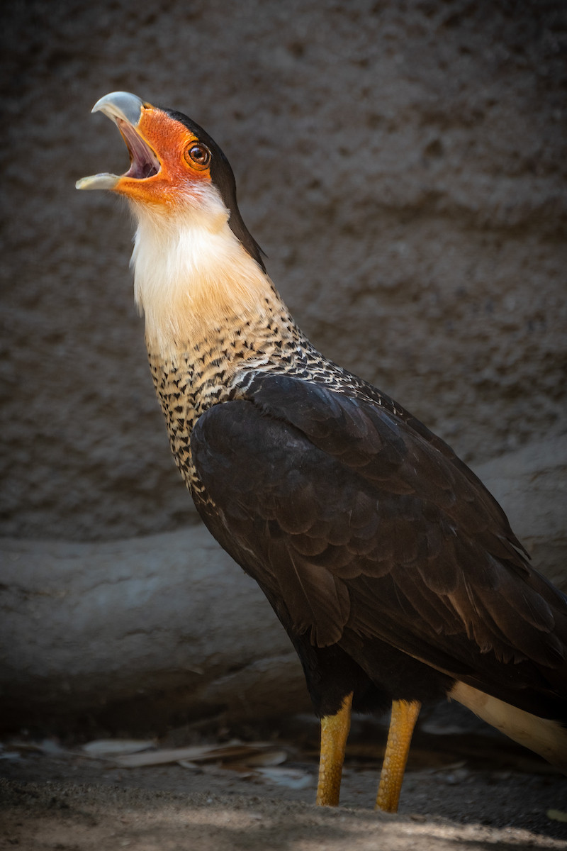 A close-up of a crested caracara's face and open beak.