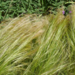 alt: Matted seed heads of Mexican Feather Grass resembling dreadlocks.