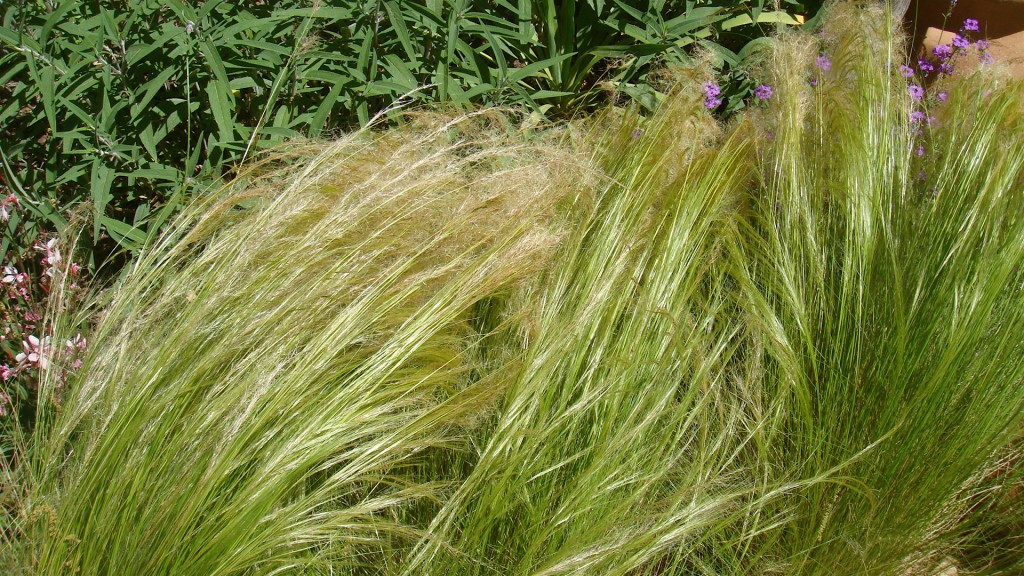 alt: Matted seed heads of Mexican Feather Grass resembling dreadlocks.