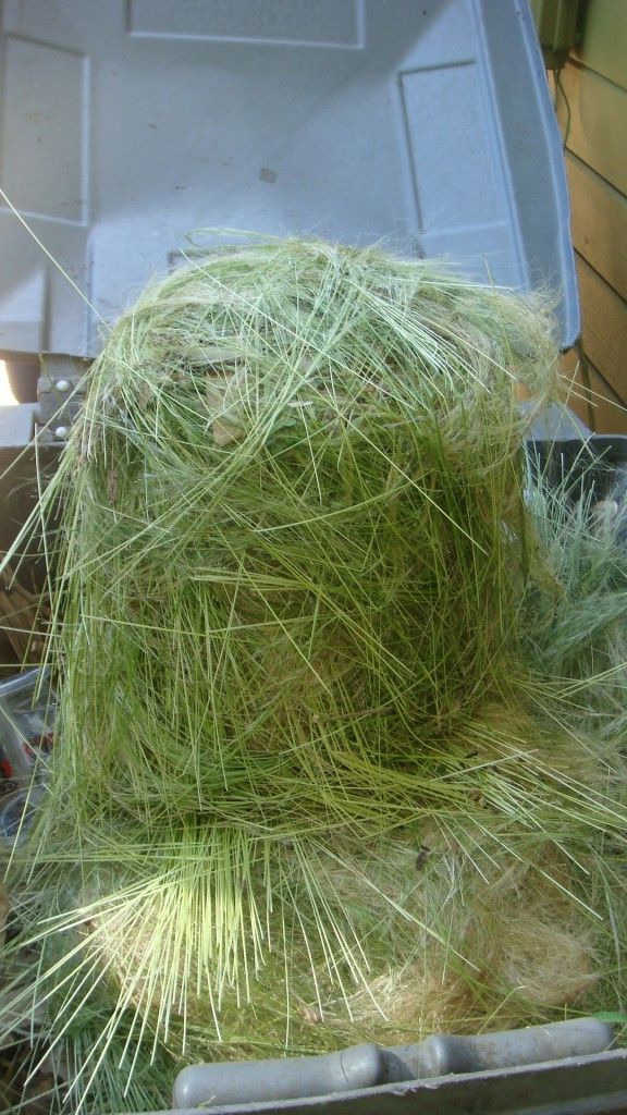 alt: A bucket filled with seed heads removed from Mexican Feather Grass.