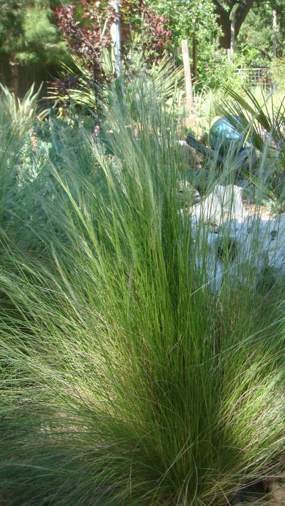 alt: Mexican Feather Grass after an unsuccessful attempt to trim the matted seed heads (left), and after successfully removing them by hand (right).