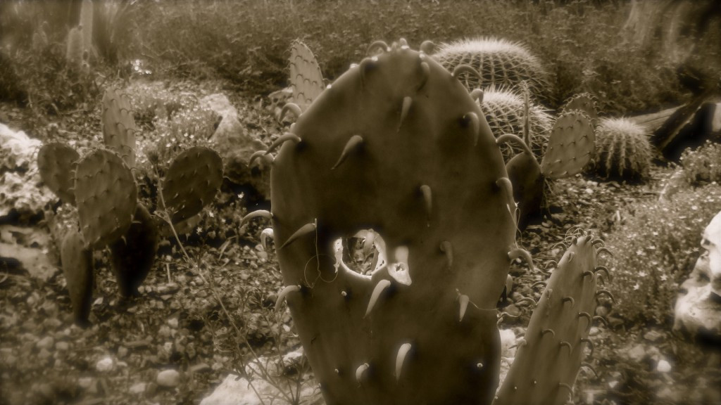 alt: A new cactus paddle growth resembling a face.