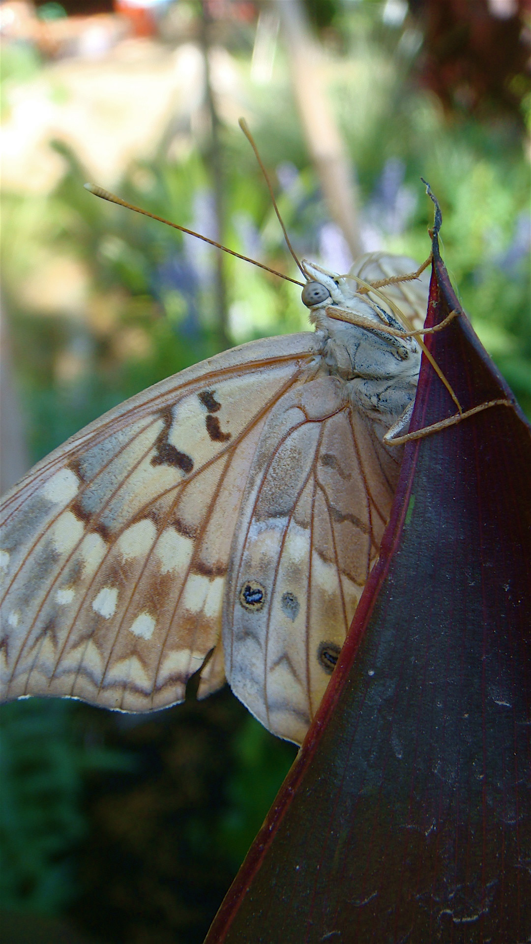 alt: A butterfly resting on a t-shirt.