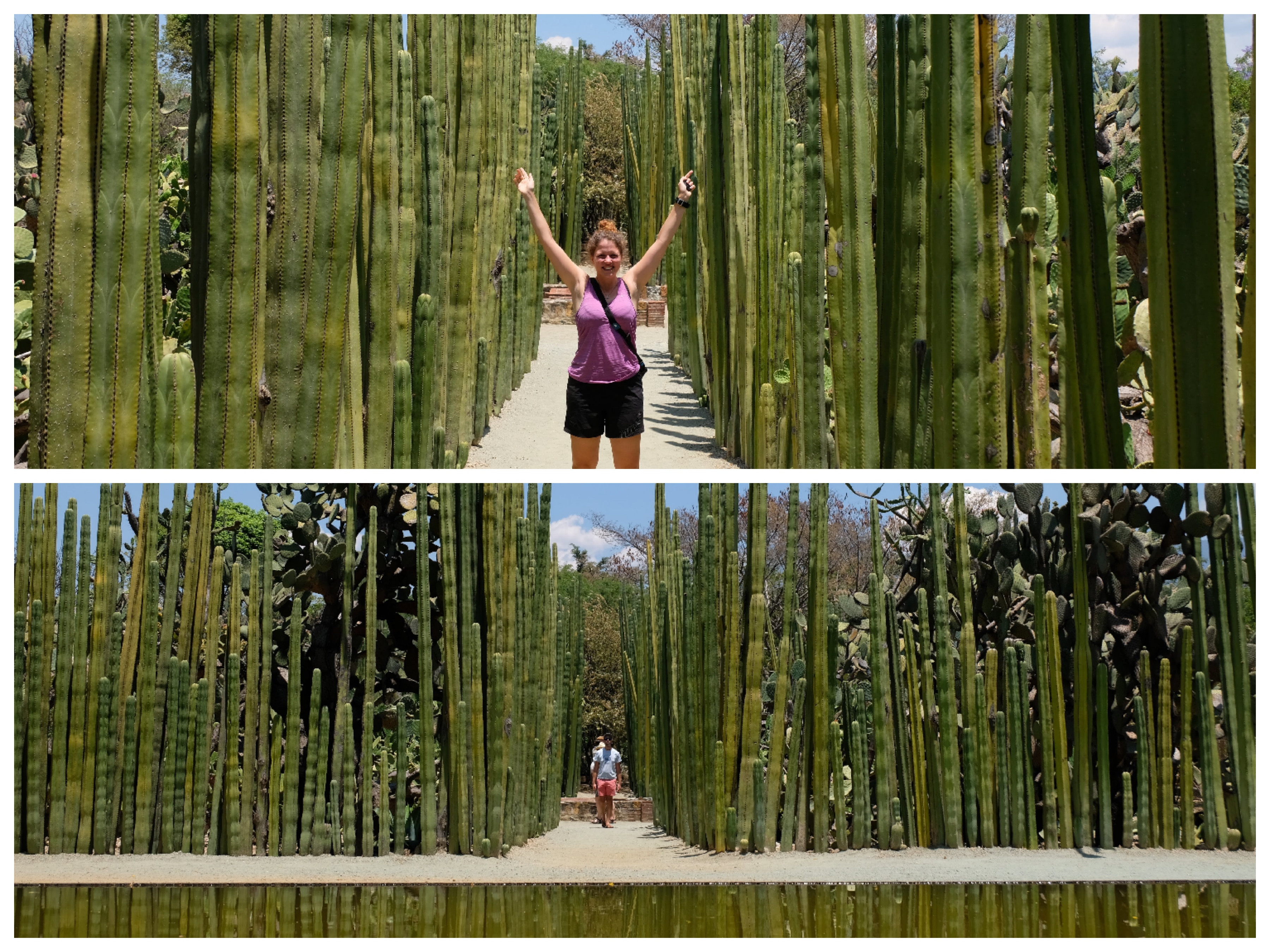 Cactuses in the botanical gardens