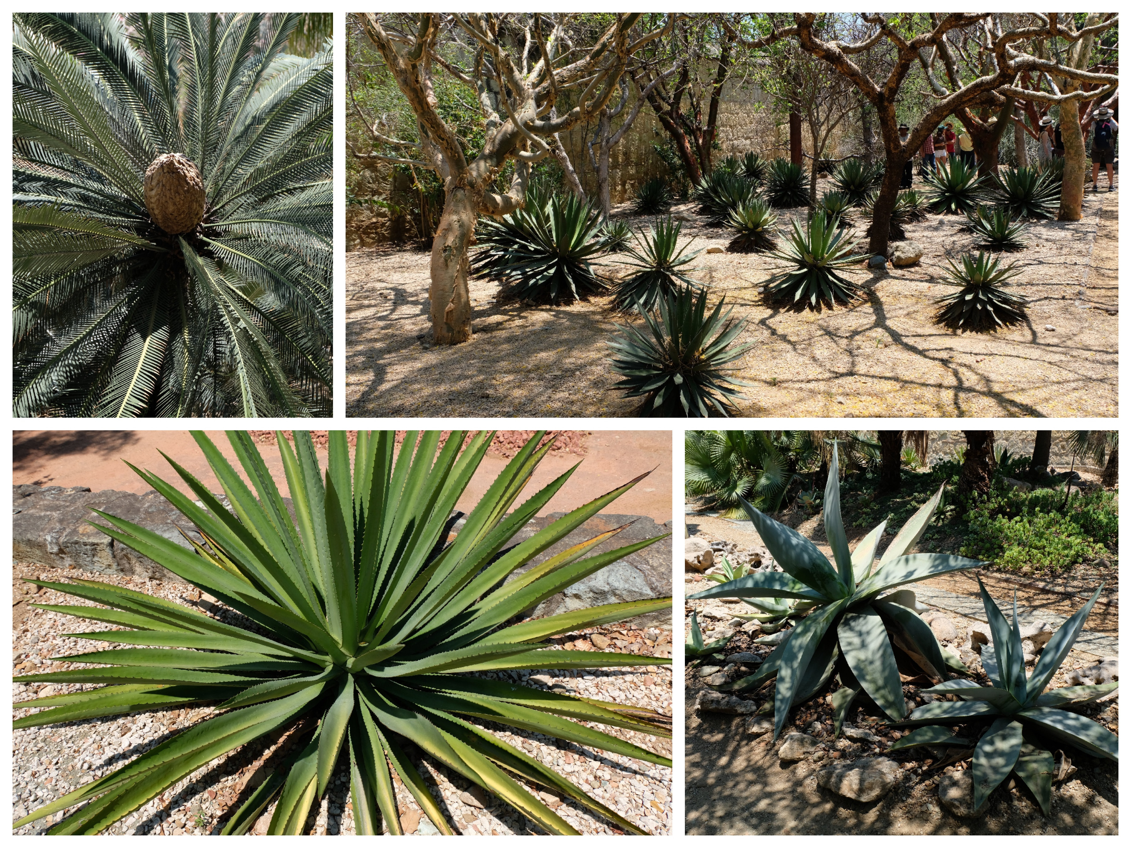 Some agave (and other plants) in the botanical gardens