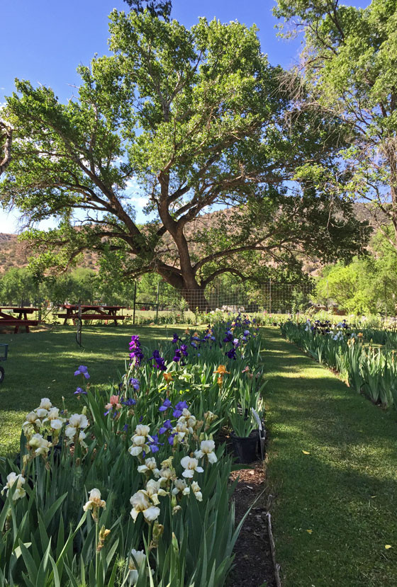Rows of iris blooms at the Hondo Iris Farm and Gallery in San Patricio, New Mexico