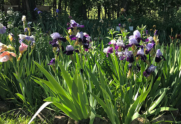 A vibrant iris bloom at the Hondo Iris Farm and Gallery in San Patricio, New Mexico