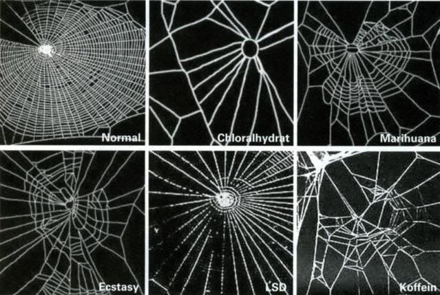 Diagram illustrating the effect of caffeine on spider web construction, showing an irregular web pattern compared to normal webs.