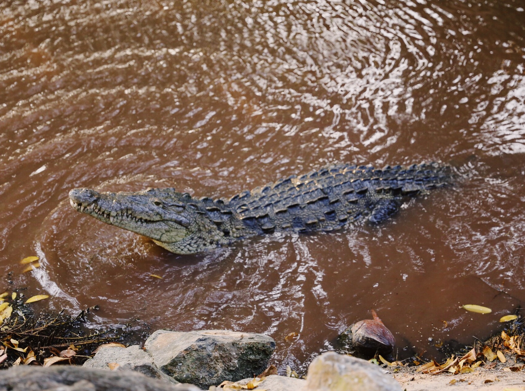 Crocodile relaxing in a lagoon in Zihuatanejo, Mexico