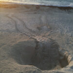 Sea turtle tracks leading to the beach where a female laid her eggs, then returned to the ocean. Photo copyright Valerie Duty Citrano