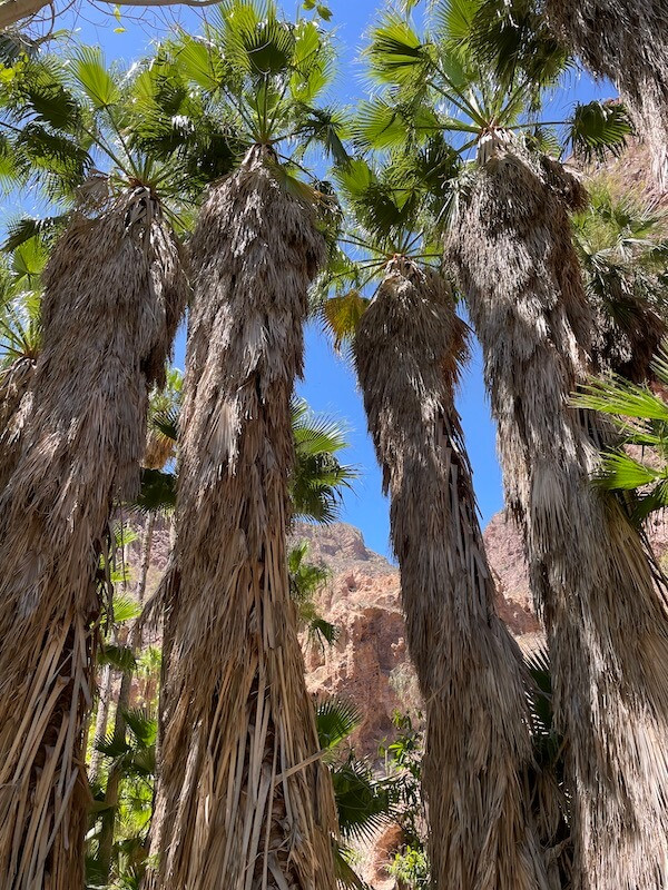 Hikers navigating the Nacapule Canyon trail surrounded by desert vegetation