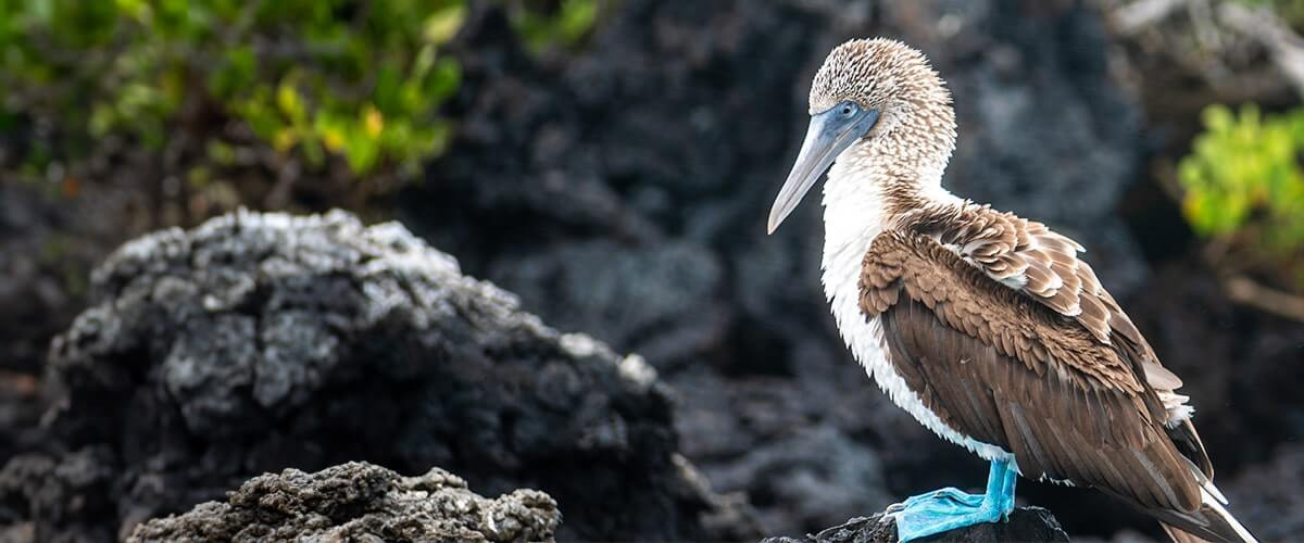 Blue-footed booby perched on a rock in Marietas Islands, showcasing its distinctive blue feet