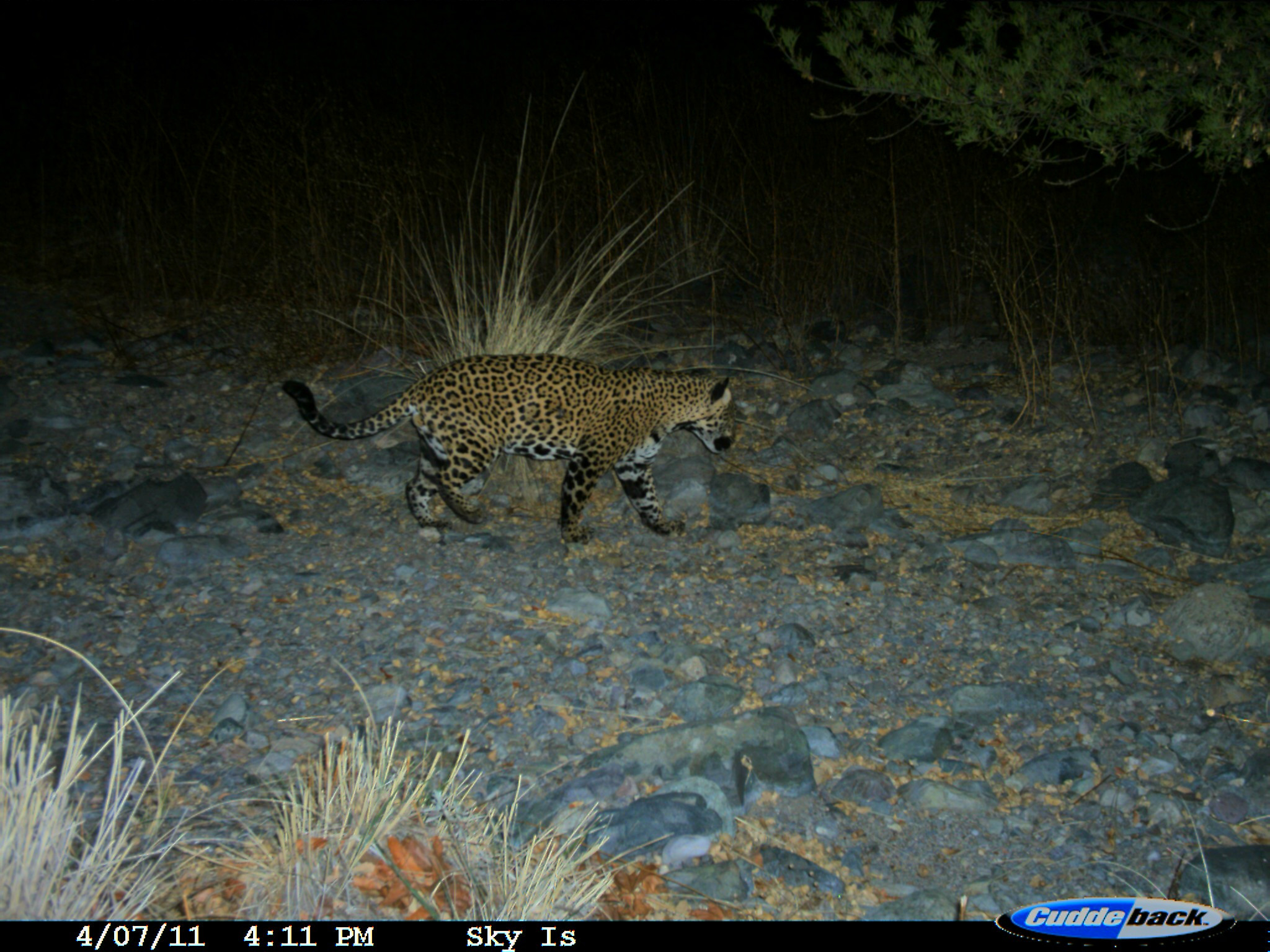 jag-apr-2011
