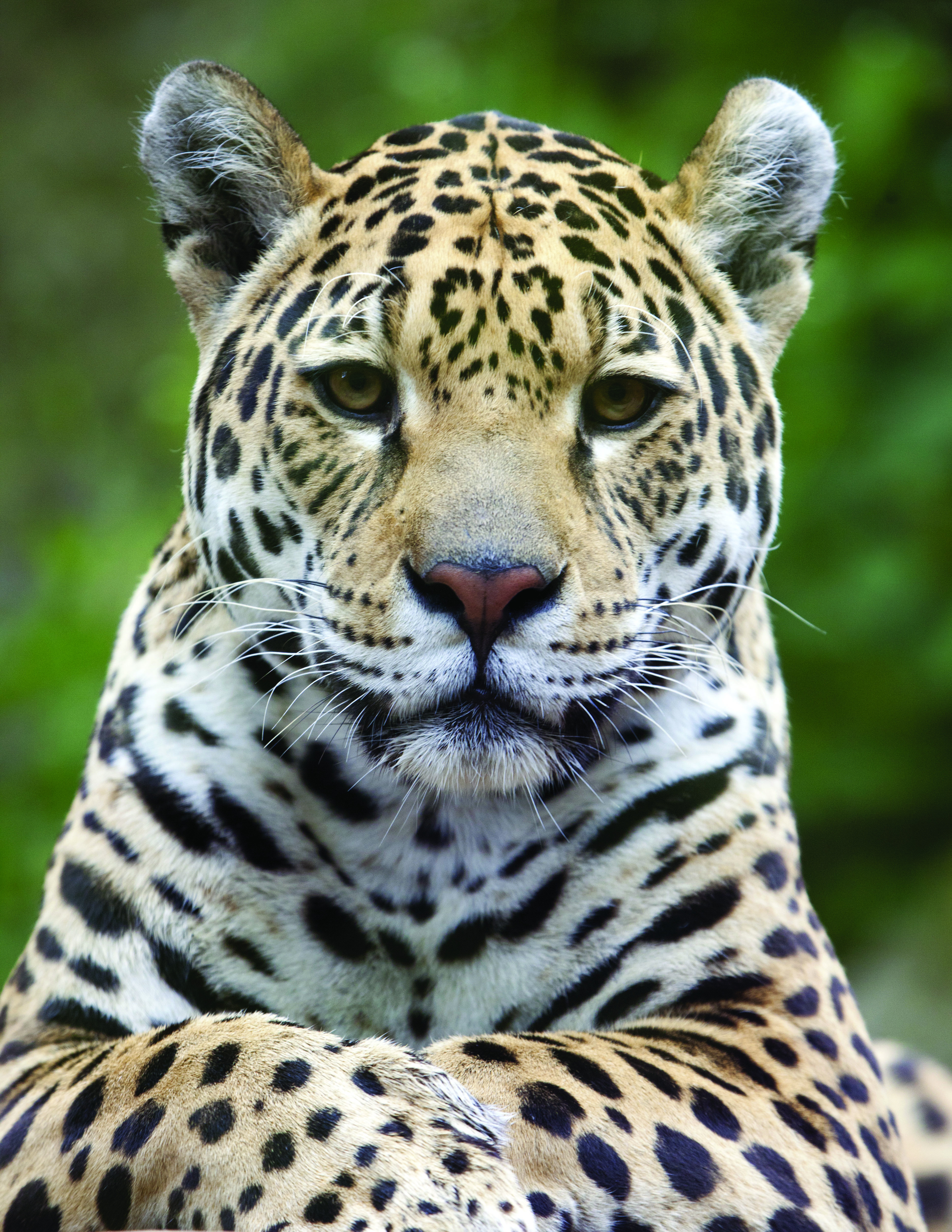 jaguar